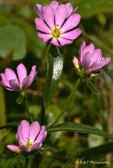 {Sabatia capitata}
